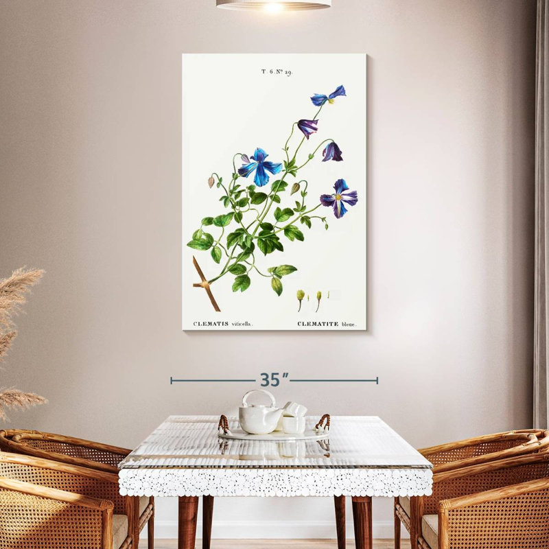 Harnek Clematis Viticella, 48" H x 32" W
