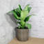 Ensemble de 2 pots de fleurs décoratifs en osier pour l'intérieur et l'extérieur Wellston