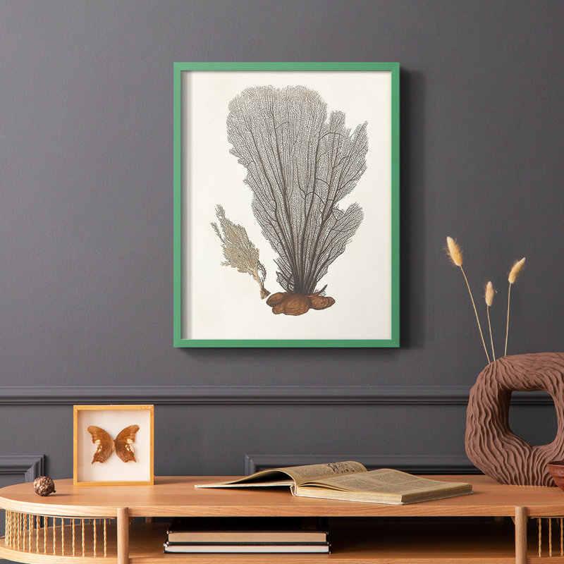 Knorr Shells & Coral III, reproduction encadrée - bois massif, Cadre simple vert, H 10 po x l 8 po