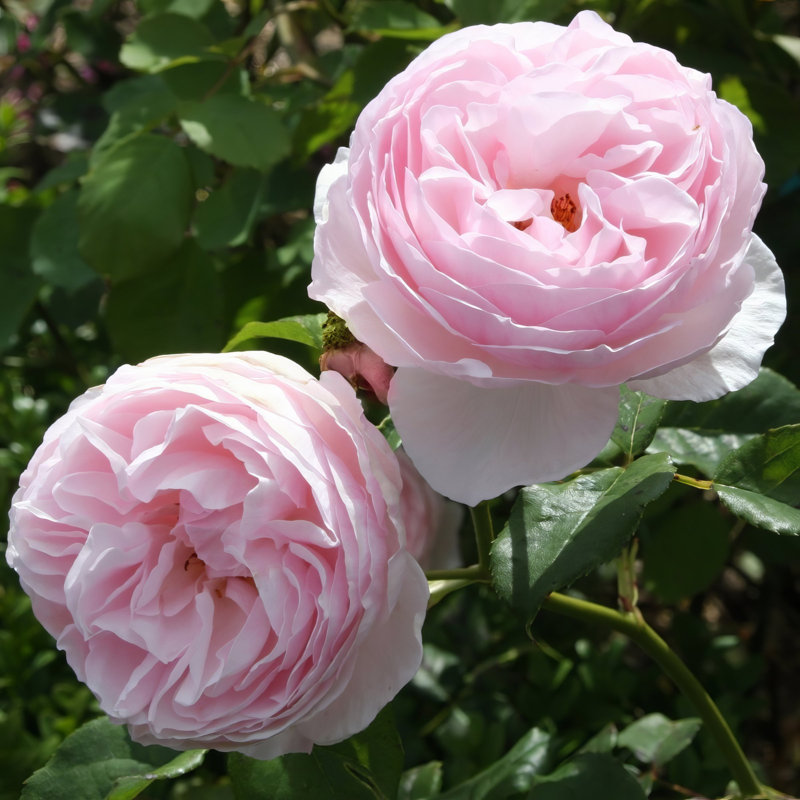 Bare Root Rose Earth Angel (3-Pack)