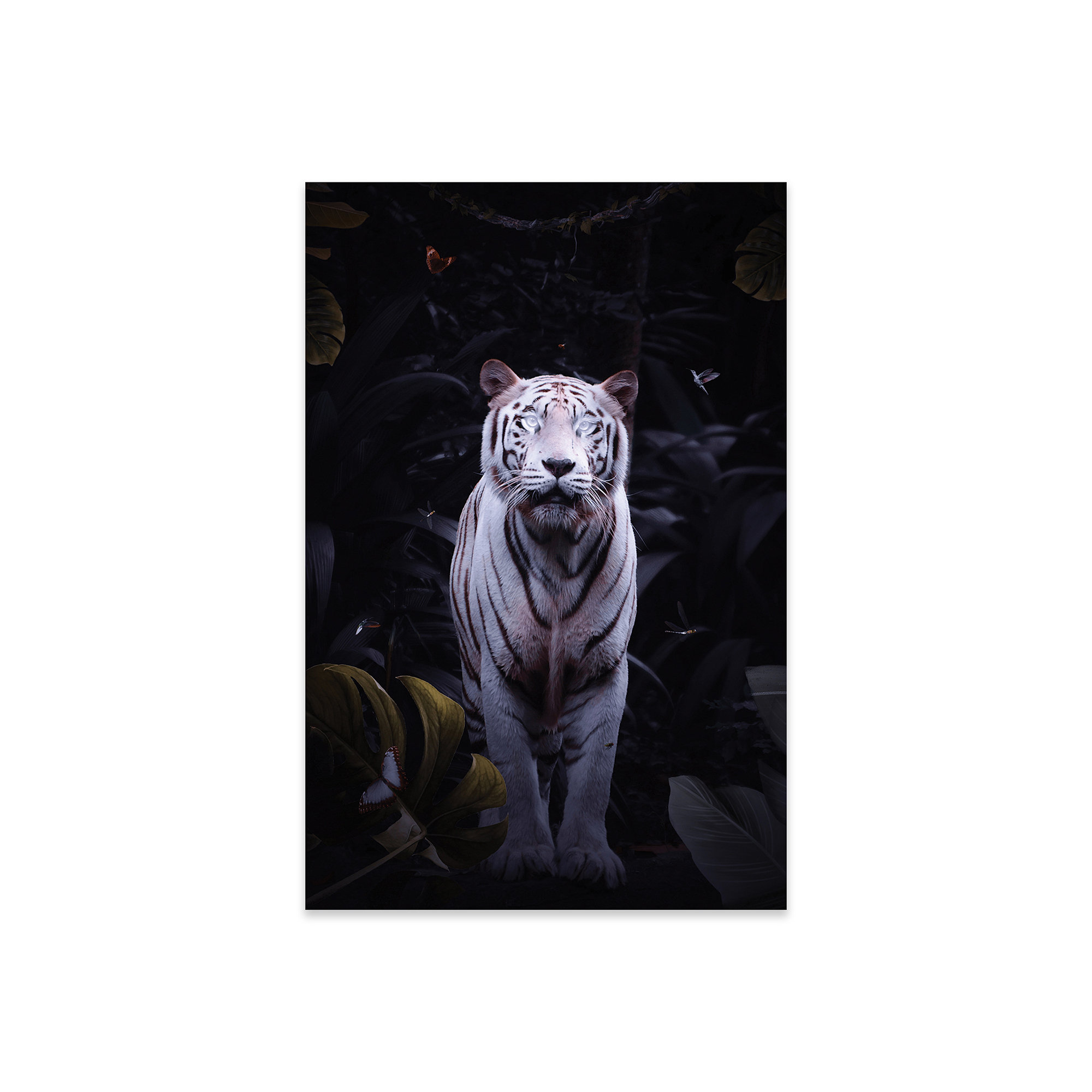 Avenue Mandarine - Pix Gallery Tambourine Tiger