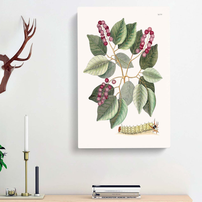 Caterpillar & Pigeon-Plum Plant by Mark Catesby - Wrapped Canvas, 60cm H x 40cm W x 3cm D