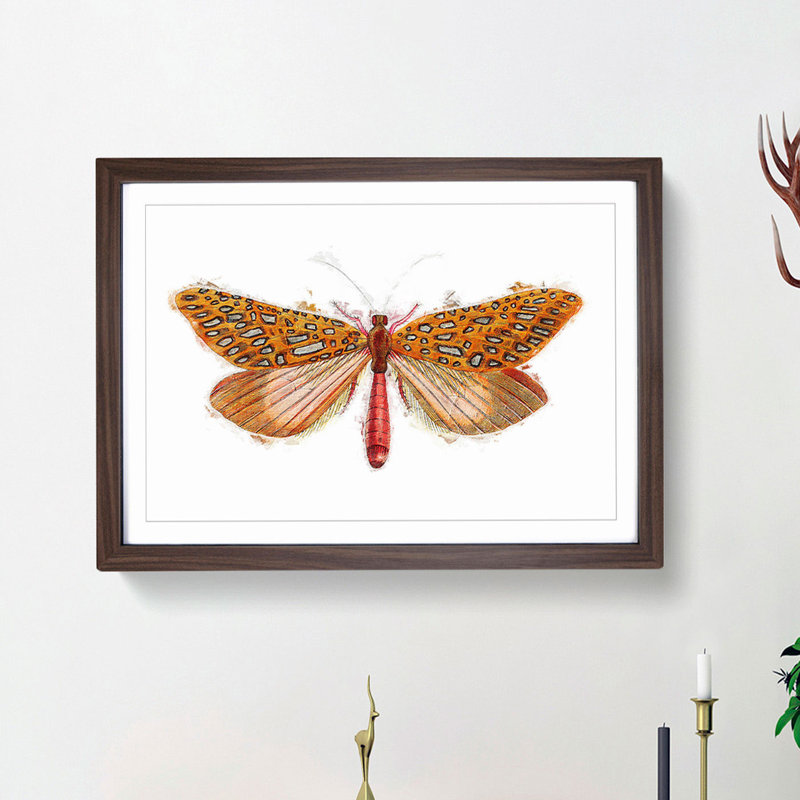 Venus Moth by George Shaw - Framed Print, Walnut Framed, 36cm H x 48cm W x 2cm D