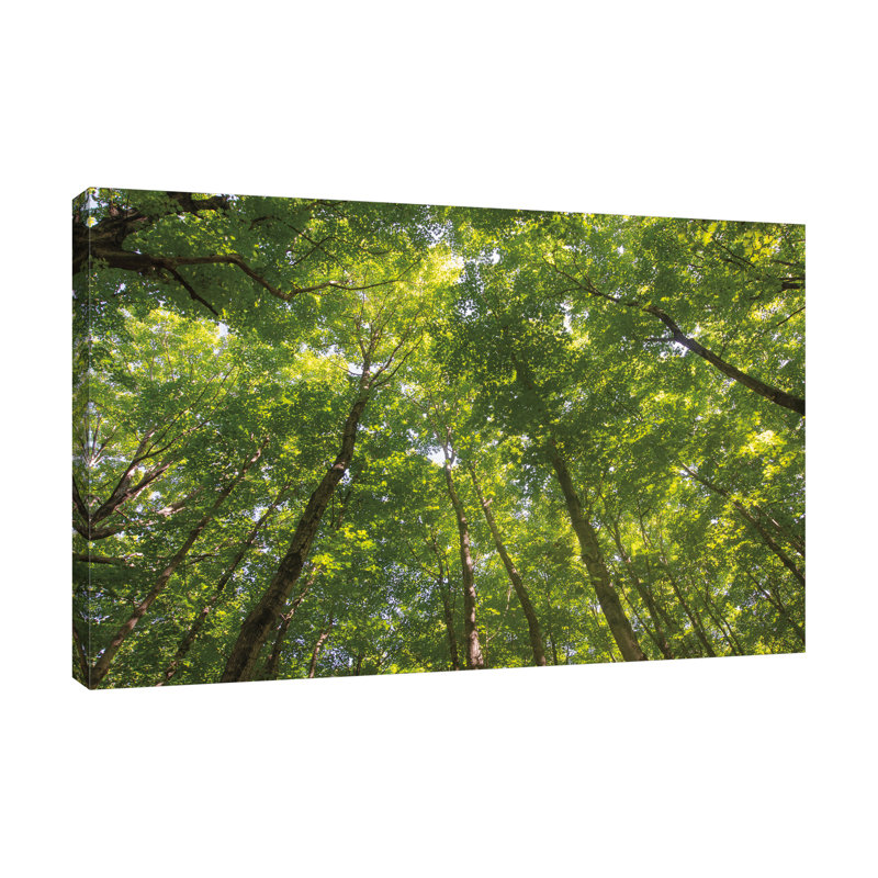 «Hardwood Forest Canopy IV», toile tendue par Alan Majchrowicz, H 24 po x l 36 po x P 1,5 po