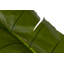 250cm Faux Banana Leaf Plant in Pot