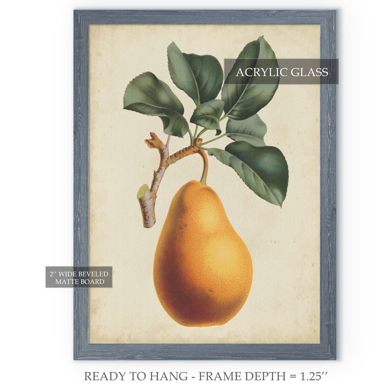 Poire antique botanique i-reproduction d’art encadrée, H 32 po x l 44 po x P 1,3 po, Toile avec cadre gris