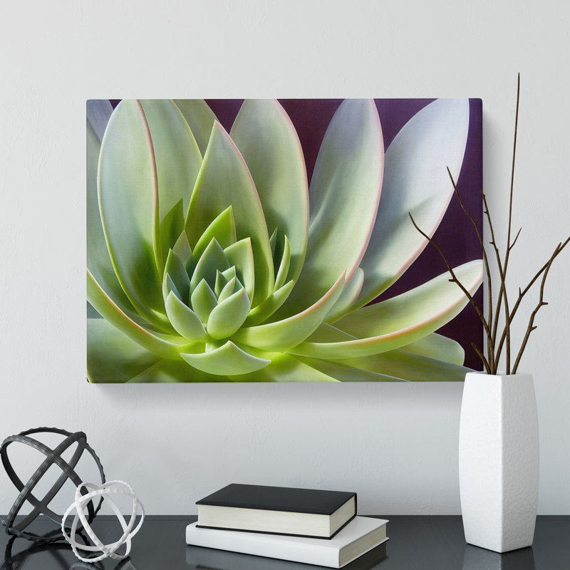 Interesting Succulent Plant - Wrapped Canvas, 35cm H x 50cm W x 3cm D