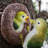 Ioannis Animals Resin Garden Statue