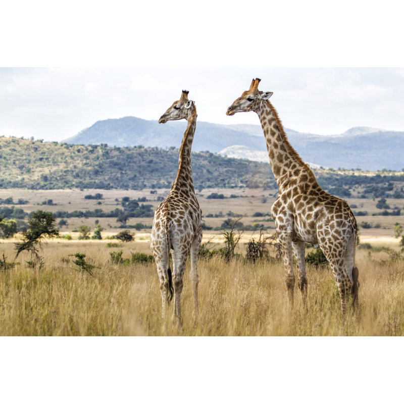 Giraffes In South Africa by Henk Bogaard - Wrapped Canvas Print, 20cm H x 30cm W
