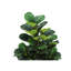 Plante artificielle