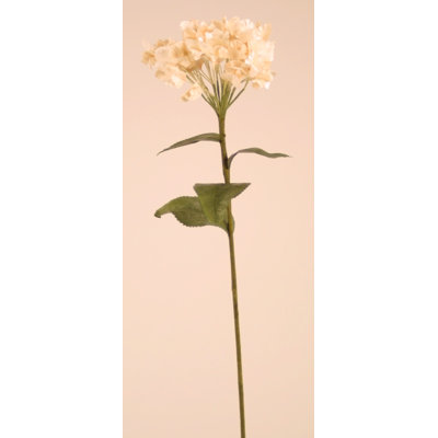 PARCHMENT HYDRANGEA