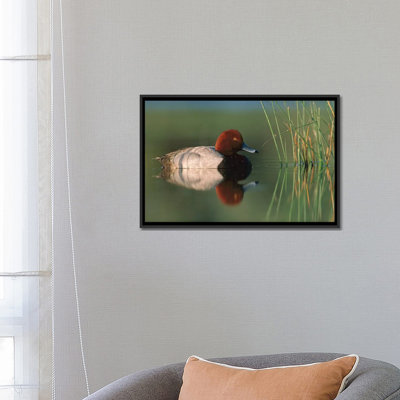 " Redhead Duck Male, Moses Lake, Washington " by Tim Fitzharris