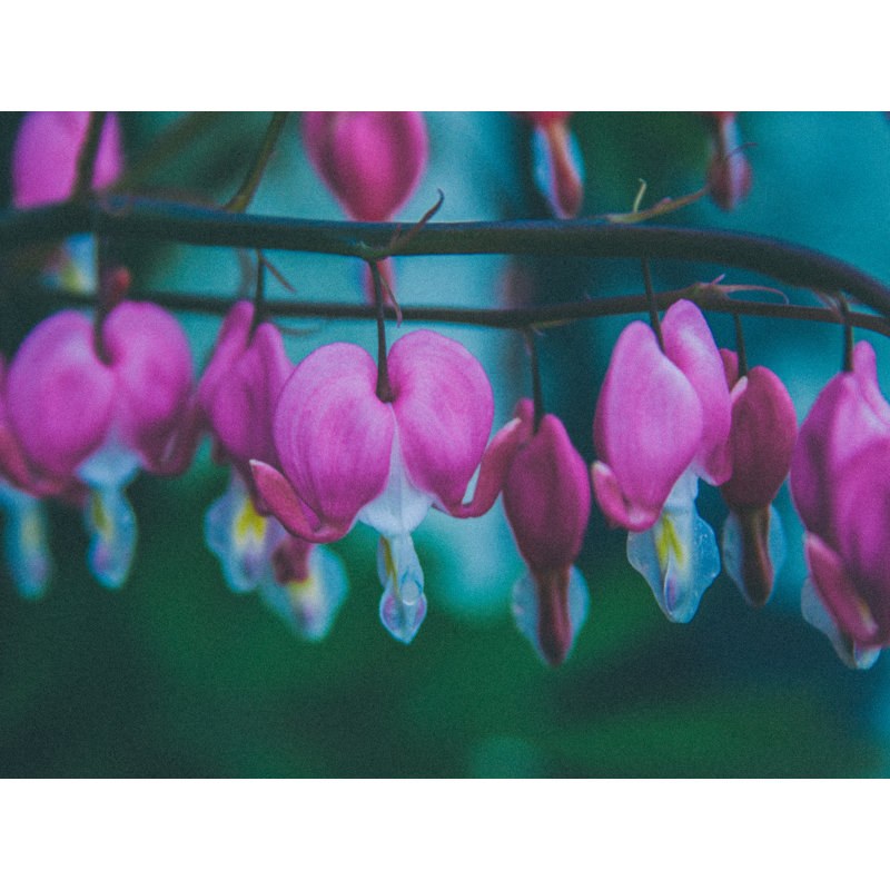 Bleeding Hearts Print by Alan Scherer