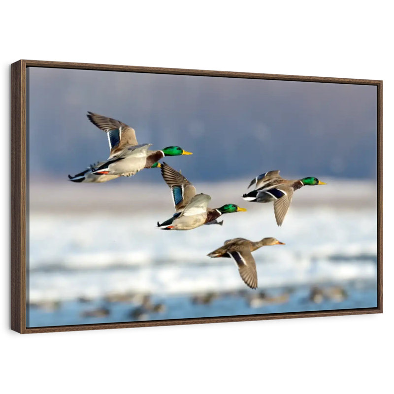 Flock Of Ducks, 25" X 17", Floating Frame Walnut