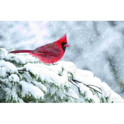 Cardinal en hiver