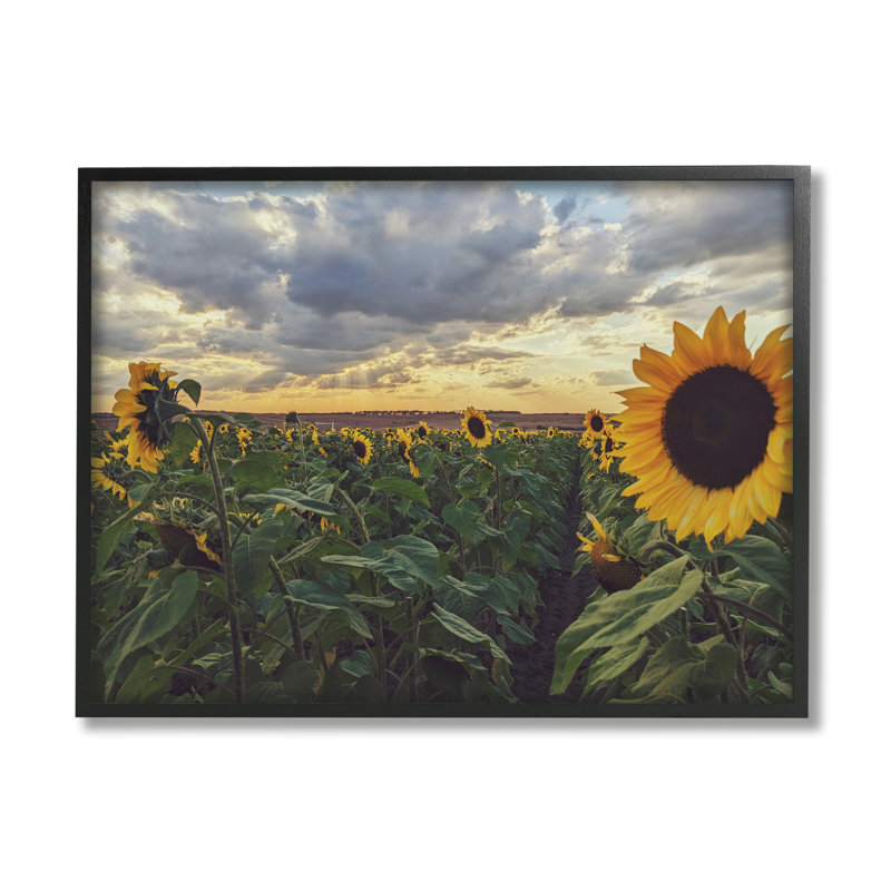 «Sunny Sunflower Patch Field» par Kali Wilson - photographie, L 20 po x H 16 po, Giclée encadrée noir minuit