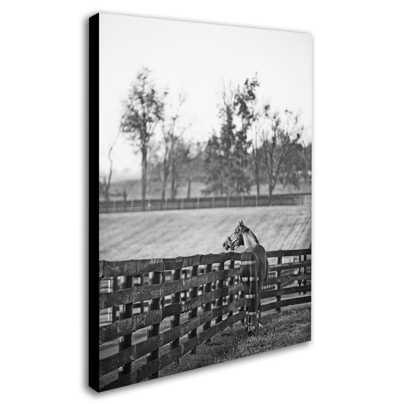 « kentucky cheval lever bw », reproduction de photo sur toile tendue, H 32 po x l 24 po x P 2 po