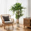 Plant-122711498