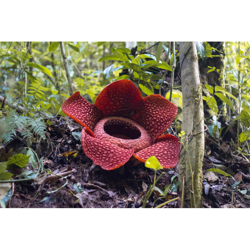 Colan Rafflesia - Wrapped Canvas Print, 30cm H x 46cm W x 3.8cm D