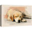 «Sleeping Golden Retriever», œuvre d'art animalier douillet mignon, impression sur toile encadrée, impression numérique-124851518-124851517
