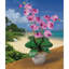 Double arrangement floral d'orchidées en pot Phalaenopsis-59717528-59717527