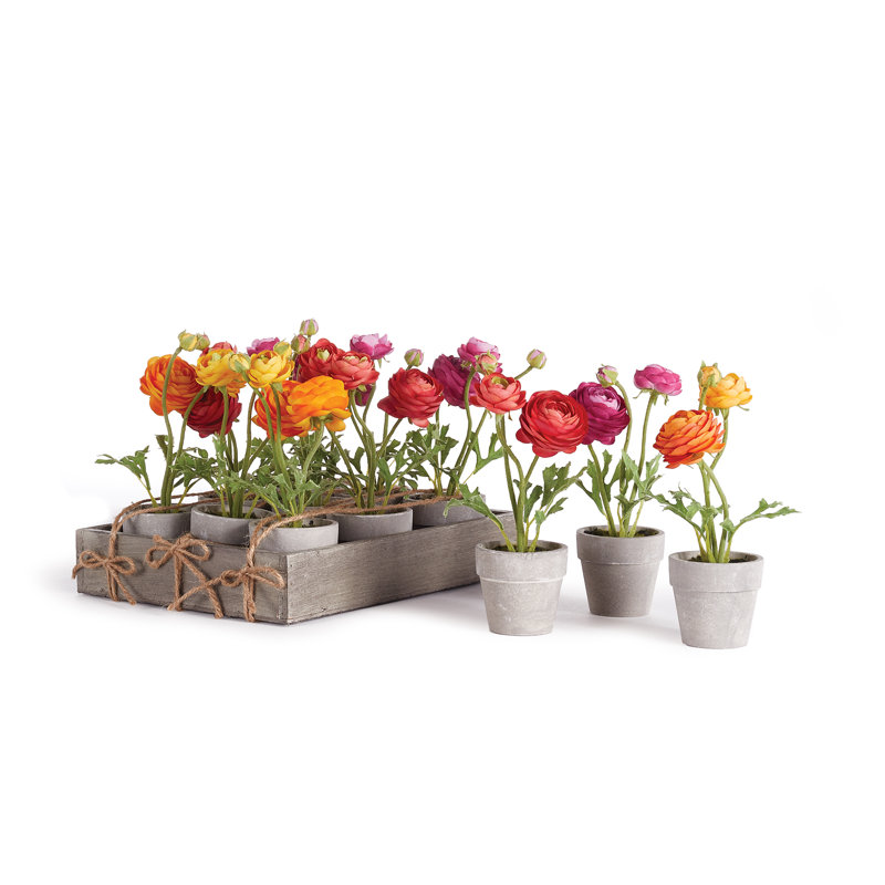 Alina Mini Ranunculus 1 " Potted