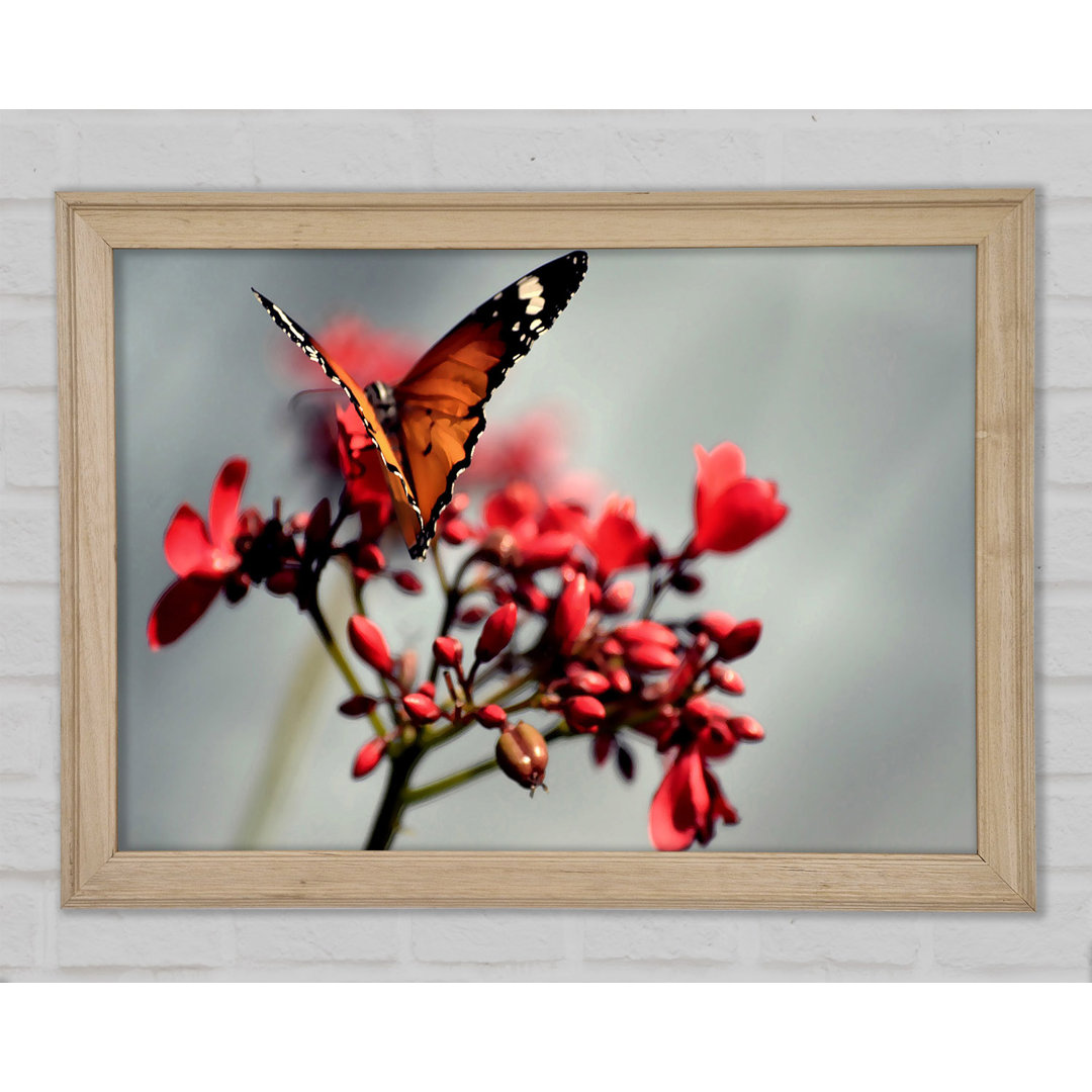 Orange Schmetterling auf Blume - Druck