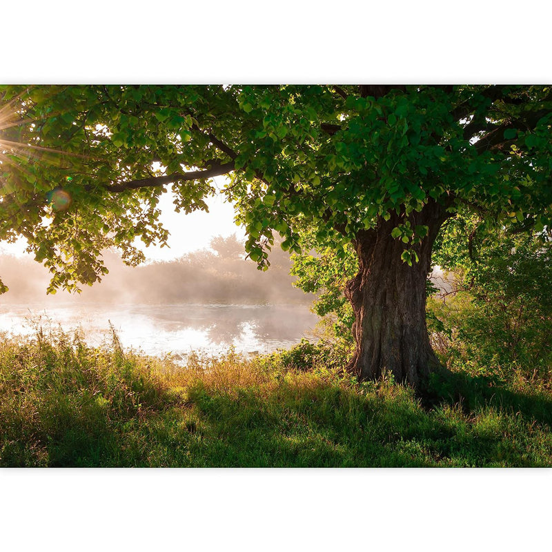 Oak Tree in Full Leaf in Summer Wall Mural, 66" L x 96" W