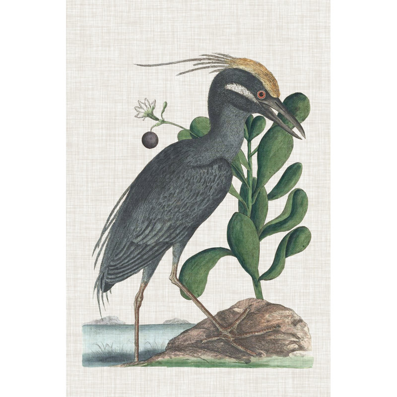 Catesby Heron I by Mark Catesby - Wrapped Canvas Painting, 46cm H x 30cm W