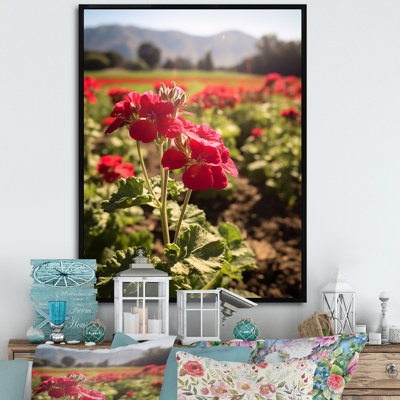 Photo Og Geraniums Field I sur toile
