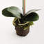 21-Inch Phalaenopsis Drop-In