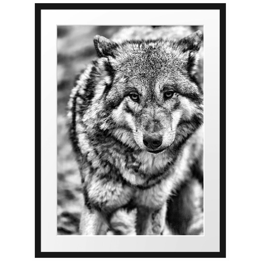 Gerahmtes Poster Scheuer Wolf