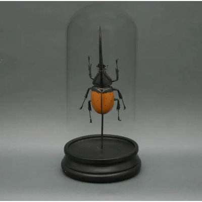 Viscardi Hercules Beetle Glass Cloche