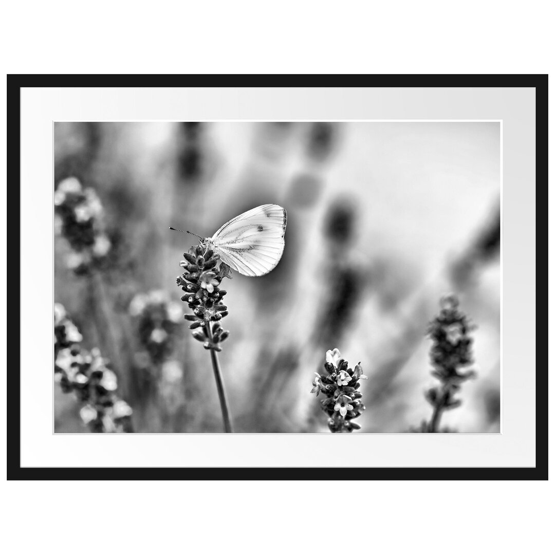 Gerahmtes Poster Schmetterling auf Lavendel