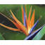 Napperon Bird of Paradise | Décoration exotique verte