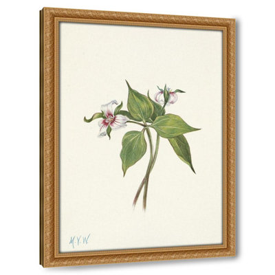 Painted Trillium. Trillium undulatum (1925)