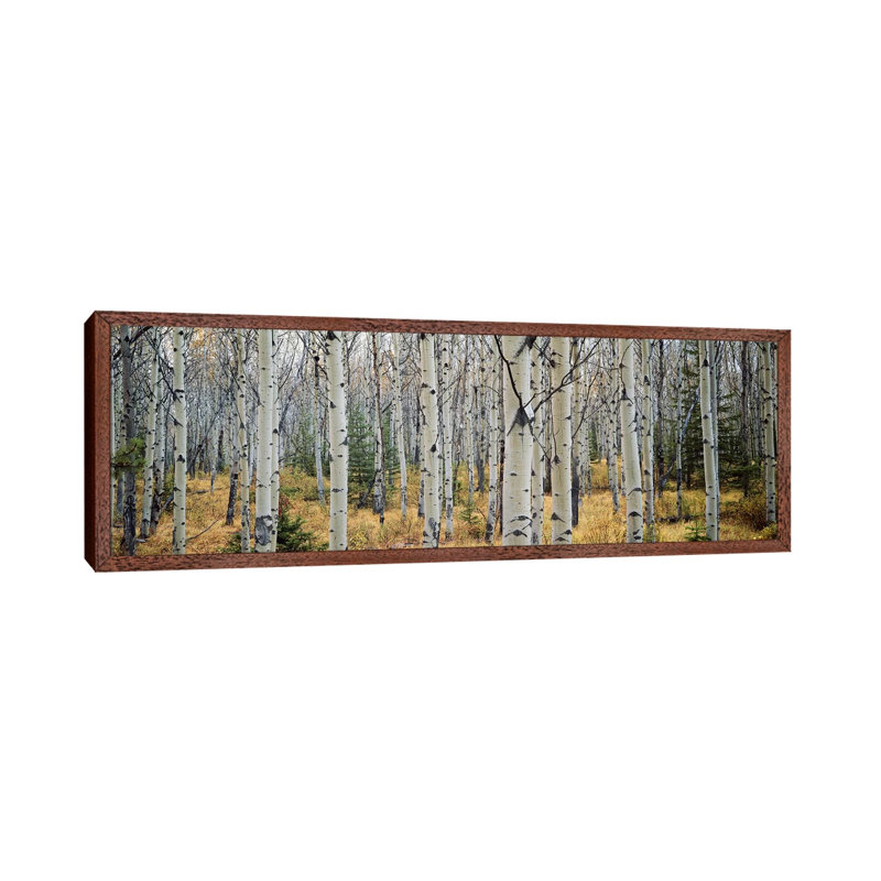 Aspen Trees In A Forest Alberta, Canada by Panoramic Images - Wrapped Canvas Panoramic Print, 182.88 cm H x 60.96 cm W