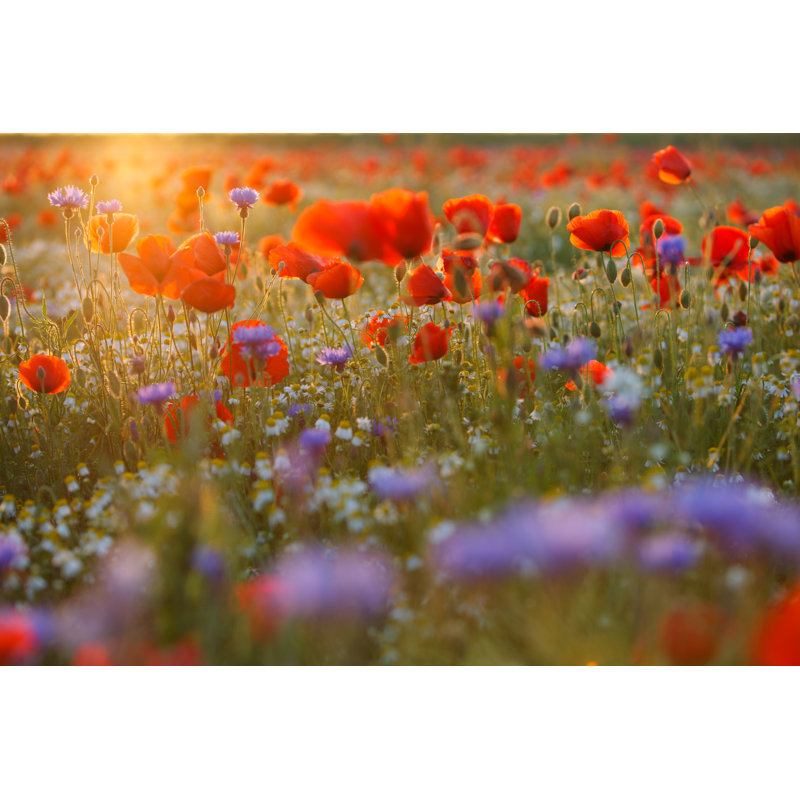 Poppy Field - Wrapped Canvas Print, 81cm H x 122cm W x 3.8cm D