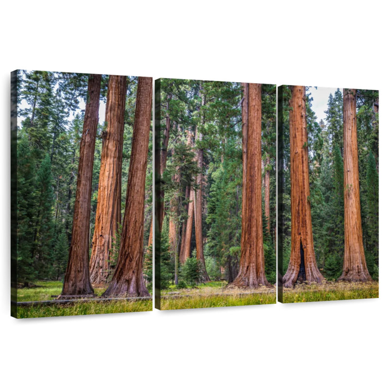 Harnek Stunning Sierra Redwoods, 36" H x 57" W