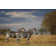 Two Zebras Standing in African Plain Reserve by GP232 - Wrapped Canvas Art Prints