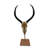 Genuine African Impala Skull on Base