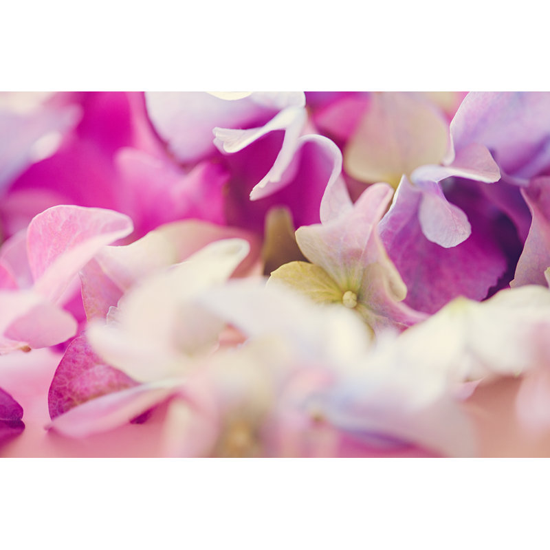 Hortensia - Hydrangea Spring Flowers Arrangement par Knape, H 8 po x l 12 po