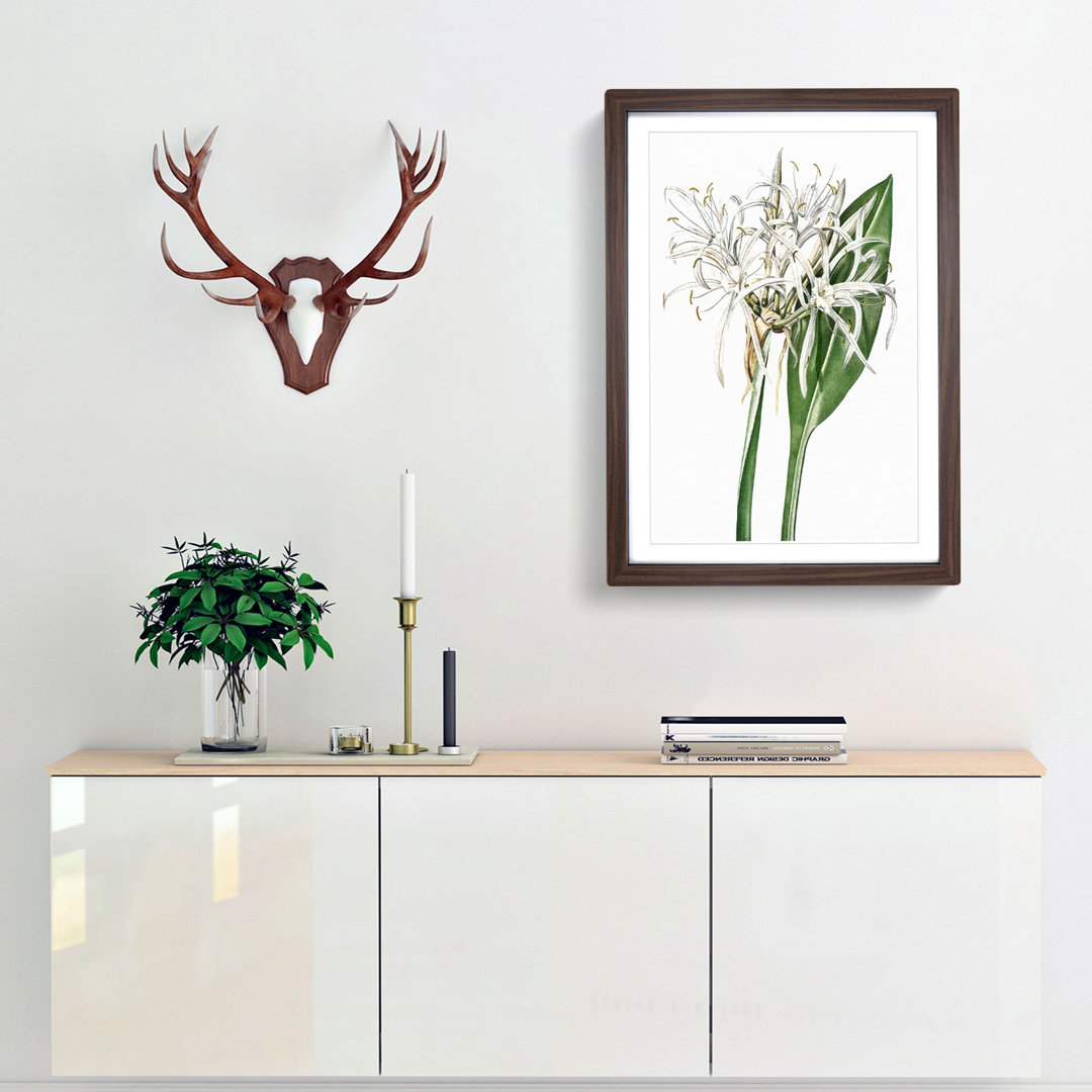 Spiderlily Flowers by Pierre-Joseph Redoute - Picture Frame Painting Print