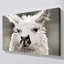 "Let's Chat" par Danita Delimont, reproduction sur toile-829447891