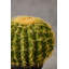 30cm Faux Cactus Plant in Pot