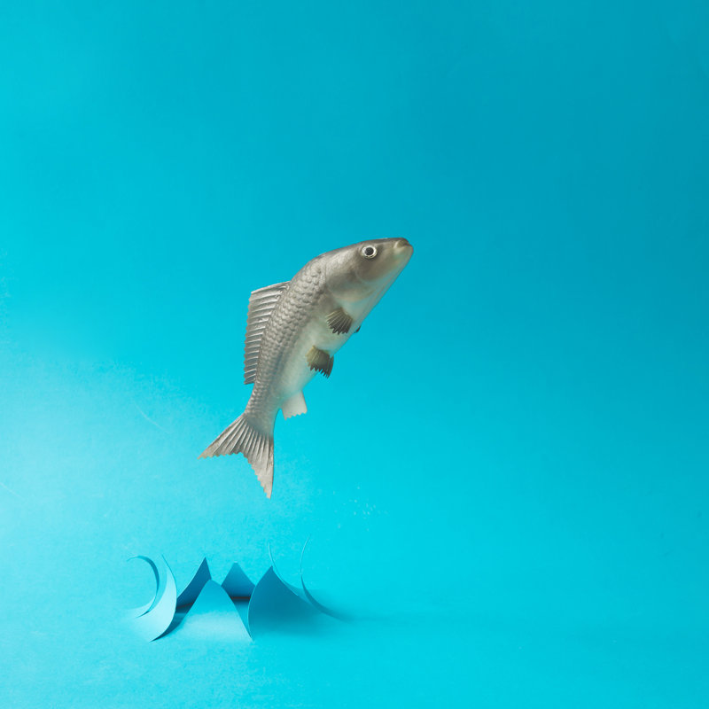 Fish Jumping by Ivan101 - Wrapped Canvas Print, 30cm H x 30cm W