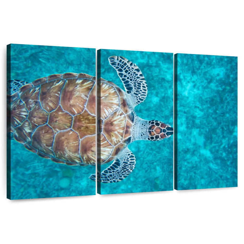 Natation tortue imbriquée, H 48 po x l 74 po