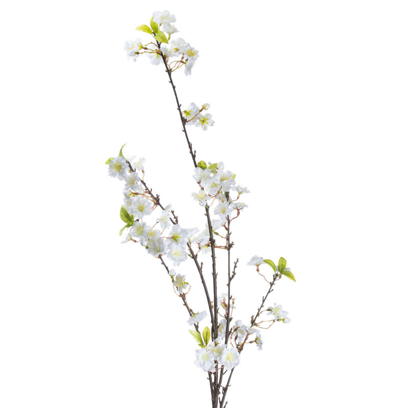 Anastasija Arrangement