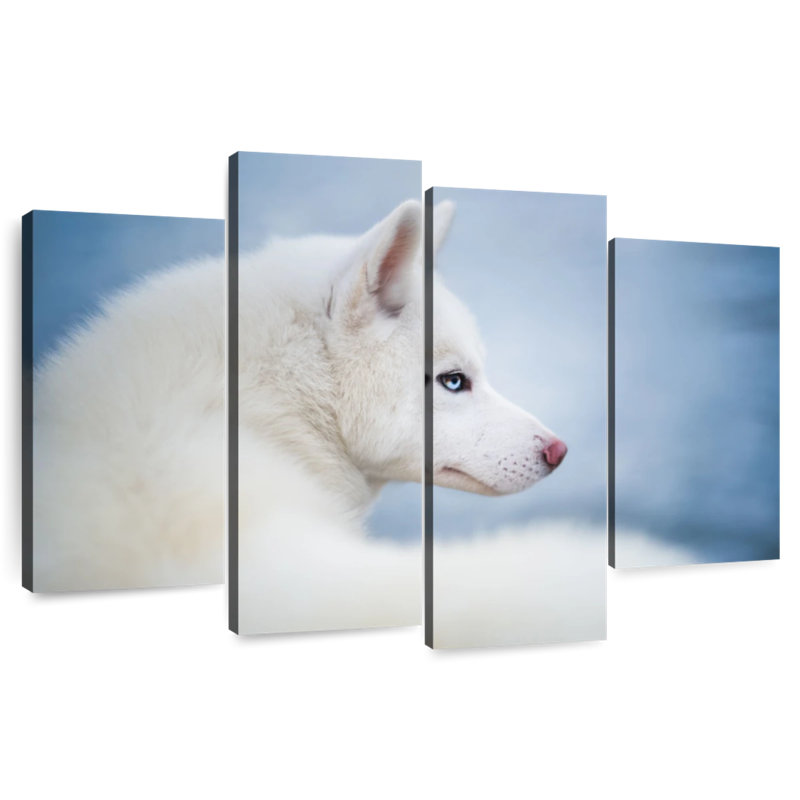 Husky blanc pur Brampt, H 42 po x l 68 po