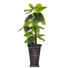 Panama Indoor/Outdoor Fiberstone Floor Elephant Ear Tree in Planter